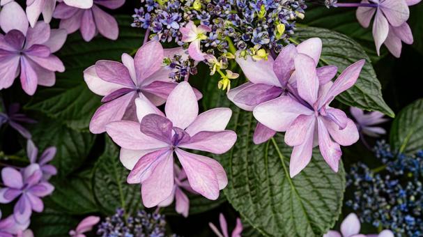 Purple hydrangea flowers macro photography, JPG