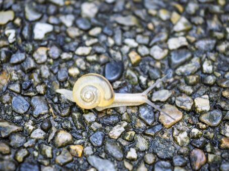 雨にしっとり歩く小さなカタツムリ カタツムリ,小動物,梅雨の写真素材