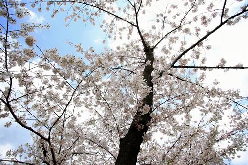 森町桜祭りの美しい桜の花と青空の写真