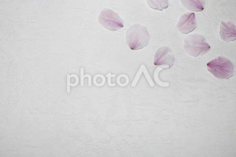和紙と桜の花びら 花びら,桜,和紙の写真素材