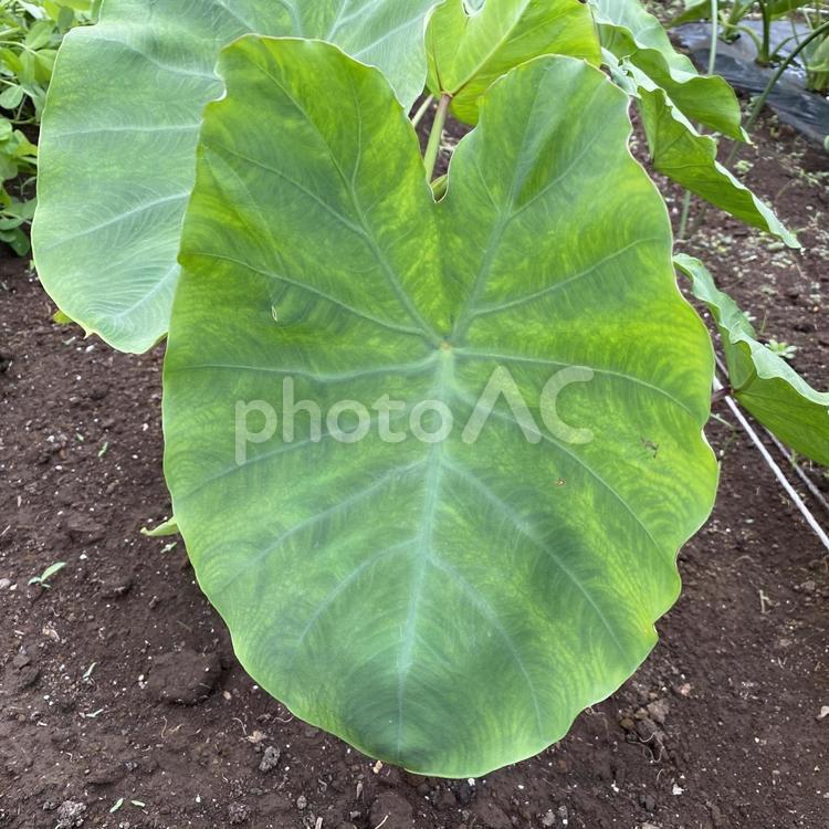 7月の家庭菜園・サトイモの葉 サトイモ科,自然,栽培の写真素材