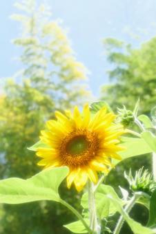 明るいイメージの竹林とひまわり 明るいイメージの竹林とひまわり ひまわり,夏,黄色い花の写真素材