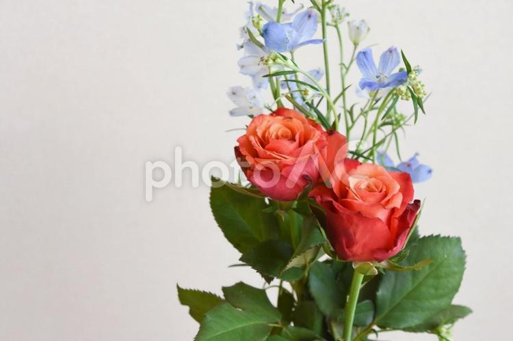 薔薇とデルフィニウム ばら,赤,薔薇の写真素材