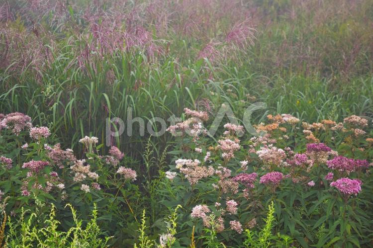 アカバナシモツケソウ　諏訪市　長野県　3 霧ヶ峰高原,景色,長野の写真素材