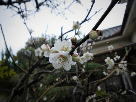 庭先の梅 庭先の梅の写真