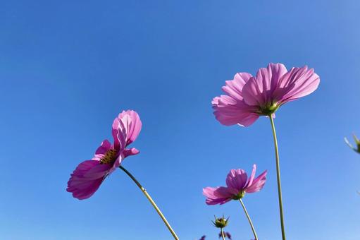 青空とコスモス⑥ 青空とコスモス⑥ コスモス畑,秋桜,ピンクの写真素材