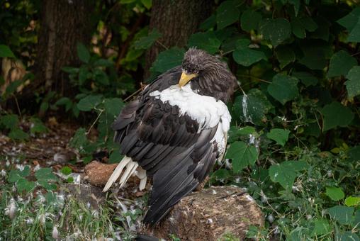 自然の中の猛禽類 鳥,猛禽類,ワシの写真素材