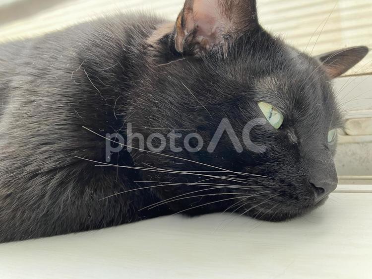 一点を見つめる黒猫 ねこ,黒猫,かわいいの写真素材