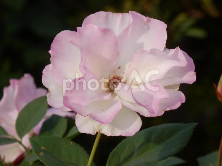 【薔薇の写真】バラの花 バラ,薔薇,植物の写真素材