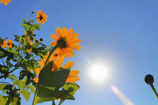 ひまわり　青空　太陽 皇帝ひまわり,裏側,ひまわりの写真素材