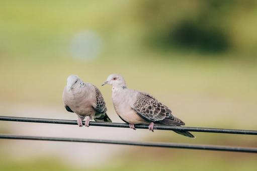 貴方のことが忘れられない 貴方のことが忘れられない 鳩,鳥,野鳥の写真素材