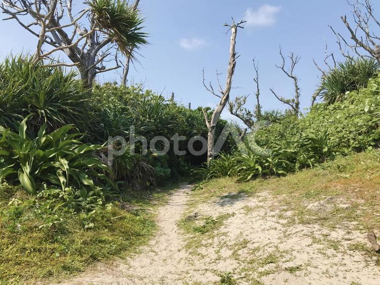 沖縄の海辺の木々 木々,沖縄,自然の写真素材