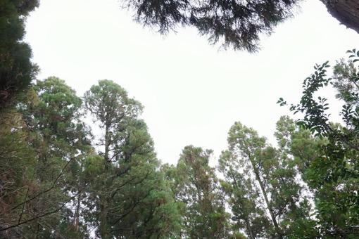 森の中のメージ 森の中のメージの写真