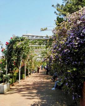 初夏の谷津バラ園・色々な薔薇(習志野市) 初夏の谷津バラ園・色々な薔薇(習志野市)の写真