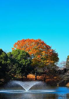 御伊勢塚公園 修景池の紅葉8 紅葉,空,きれいの写真素材