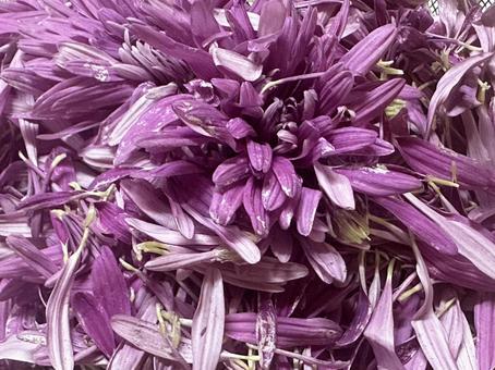 食用菊紫 食べ物,美味しい,食事の写真素材