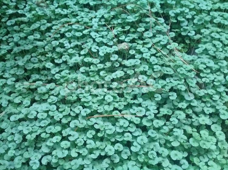 敷き詰められたような小さな葉いっぱい 葉,草,小さいの写真素材
