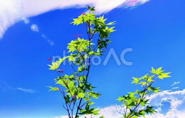 もみじの新緑・赤い花と青空 もみじ,新緑,青空の写真素材