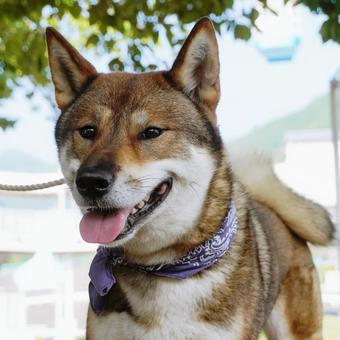 Photo, dog, shikoku dog, purebred, 