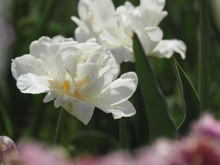 Photo, tulip, lare, spring, 