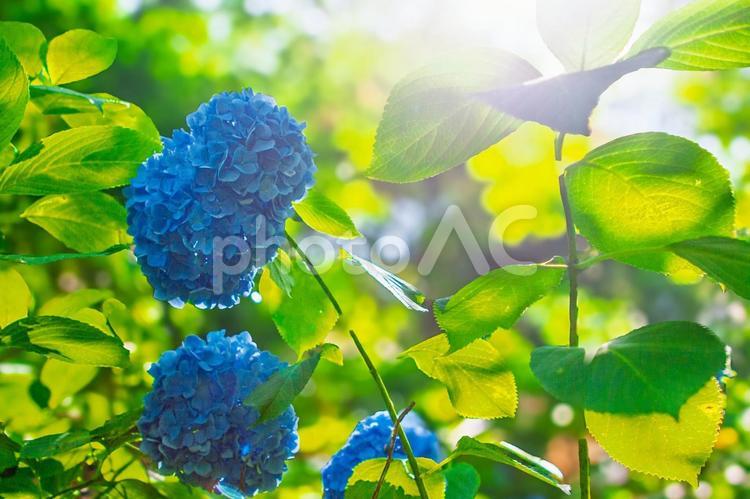 アジサイ、青、日差し、緑、葉 アジサイ,青,花の写真素材