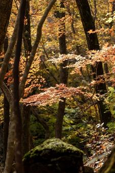 山の紅葉 山の紅葉の写真