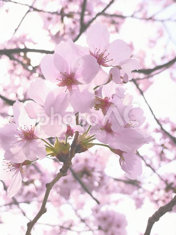 春の太陽の下で優しく咲くピンクの桜の花 桜,花,春の写真素材