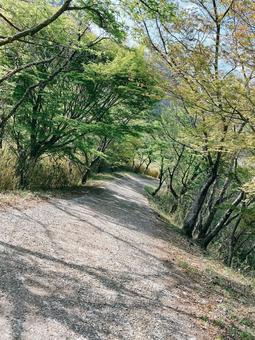 自然の道 自然の道の写真