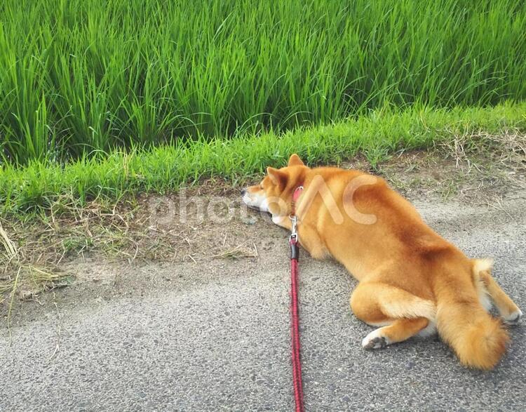 田んぼで涼む犬 柴犬,犬,ペットの写真素材