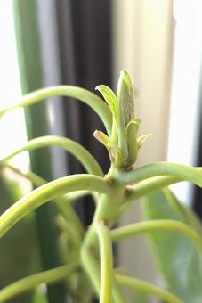 アボカドの新芽 アボカド,新芽,植物の写真素材
