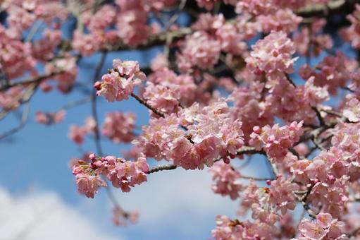 青空の下に咲いている桜 青空の下に咲いている桜の写真