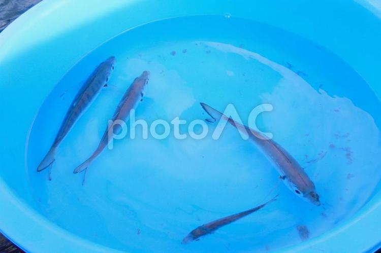 釣果　アジ 釣り,アジ,海釣りの写真素材