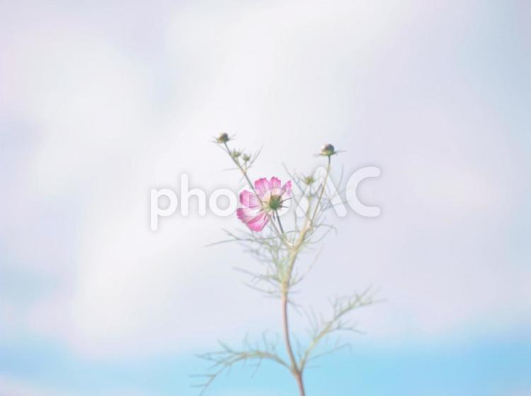 空と秋桜 コスモス,秋,ピンクの写真素材