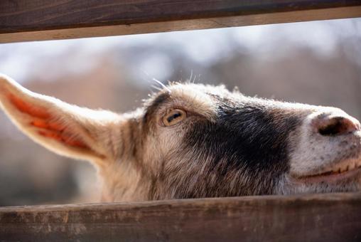 柵の向こうの愛らしいヤギ 動物,ヤギ,顔の写真素材