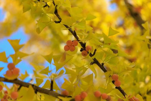 銀杏の写真