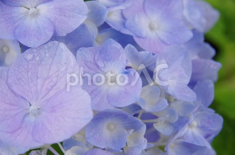 雨で生き生きとしたあじさい あじさいマクロ写真,花のマクロ写真,あじさい水滴の写真素材