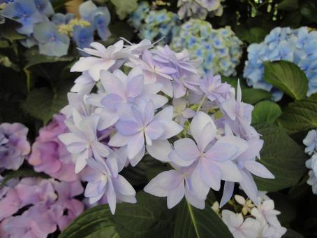紫陽花 夏 紫陽花 夏の写真
