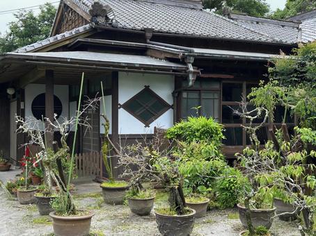 庭木 知覧武家屋敷 庭木 知覧武家屋敷 の写真