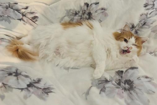 Sexy cat pose, JPG
