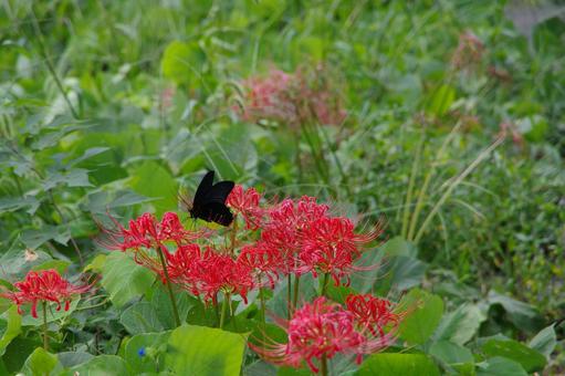 彼岸花とアゲハチョウ 彼岸花とアゲハチョウの写真