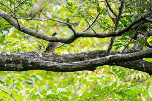 カケス⑼ カケス⑼ 野鳥,カケス,鳥類の写真素材
