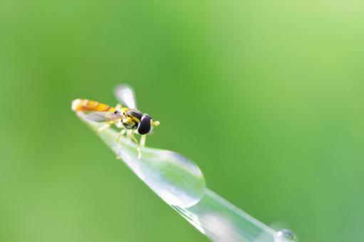 水滴と昆虫 水滴と昆虫の写真