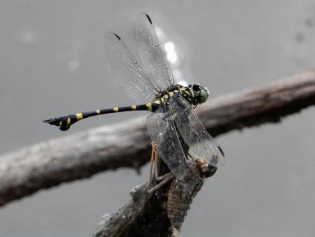 【昆虫写真】ウチワヤンマ(団扇蜻蜒) 【昆虫写真】ウチワヤンマ(団扇蜻蜒) ウチワヤンマ,団扇蜻蜒,蜻蛉の写真素材
