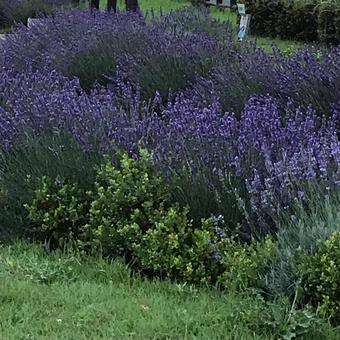 Lavender blooming on a promenade at dusk, JPG