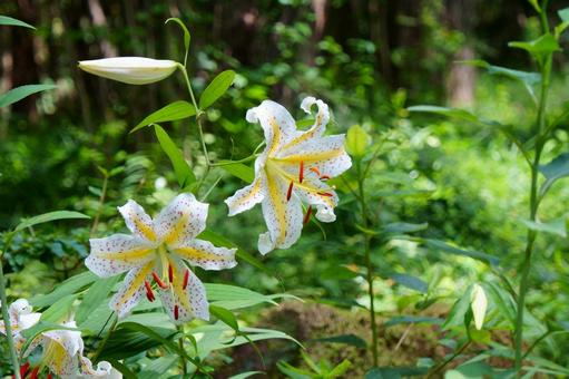 ヤマユリ ヤマユリ ヤマユリ,花,白の写真素材