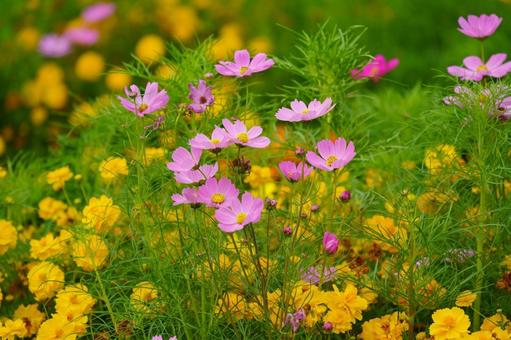 コスモス（秋桜） 蕊,秋の色,可愛いの写真素材