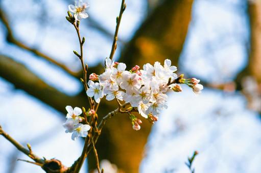 桜の写真