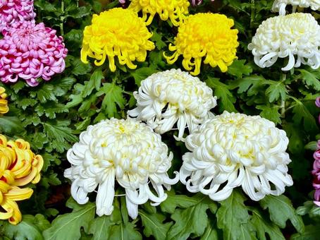 大輪の菊 大輪の菊 菊,キク,菊花の写真素材