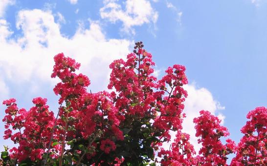 紅い百日紅の花 紅い百日紅の花の写真