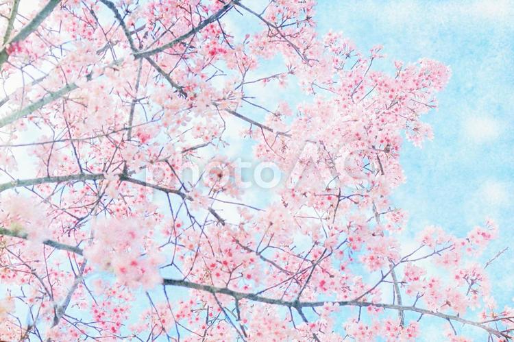 春の空に咲くピンクの桜の花 水彩画風 桜,春,花の写真素材